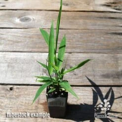 Tiger Grass - Thysanolaena -Garden Plant Store apo tiger grass tubestock top