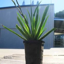 Dietes Tiny Dancer- Wild Iris - 68mm BIGGER Size -Garden Plant Store apo tiny dancer 68mm