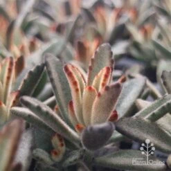 Kalanchoe Tomentosa – Panda Plant - Succulent 17 Kalanchoe Tomentosa – Panda Plant - Succulent -Garden Plant Store apo tomentosa chocolate
