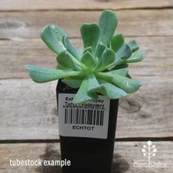 Echeveria Topsy Turvy - Succulent -Garden Plant Store apo topsy tubestock 2