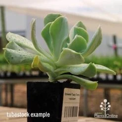 Echeveria Topsy Turvy - Succulent -Garden Plant Store apo topsy tubestock