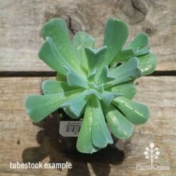 Echeveria Topsy Turvy - Succulent -Garden Plant Store apo topsy tubestock top