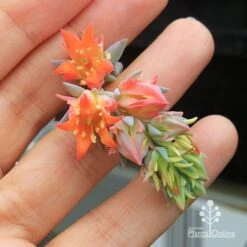 Echeveria Topsy Turvy - Succulent -Garden Plant Store apo topsy turvy flowersize