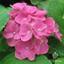 Hydrangea President R Touchard -Garden Plant Store apo touchard hydrangea alkaline