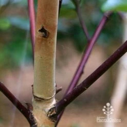 Tristaniopsis Luscious - Water Gum -Garden Plant Store apo tristaniopsis bark colour