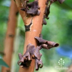 Tristaniopsis Luscious - Water Gum -Garden Plant Store apo tristaniopsis bark peel