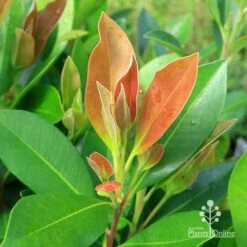 Tristaniopsis Luscious - Water Gum -Garden Plant Store apo tristaniopsis luscious winter new leaf