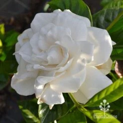 Gardenia True Love -Garden Plant Store apo true love gardenia full open