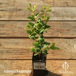 Acmena Allyn Magic -Garden Plant Store apo tubestock allyn magic green