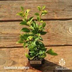 Acmena Allyn Magic -Garden Plant Store apo tubestock allyn magic green top