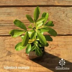 Choisya - Mexican Orange Blossom -Garden Plant Store apo tubestock choisya top