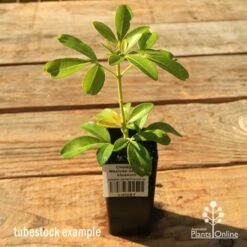 Choisya - Mexican Orange Blossom -Garden Plant Store apo tubestock choisya2
