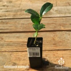 Gardenia True Love -Garden Plant Store apo tubestock gardenia true love