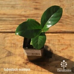 Gardenia True Love -Garden Plant Store apo tubestock gardenia true love top