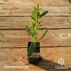 Leucadendron Gold Strike -Garden Plant Store apo tubestock gold strike