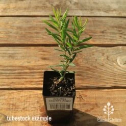 Grevillea Charlie's Angel -Garden Plant Store apo tubestock grevillea charlies angel