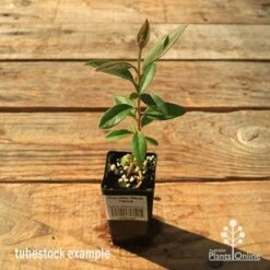 Grevillea Deua Flame -Garden Plant Store apo tubestock grevillea deua flame