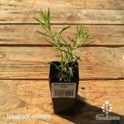 Grevillea Gold Rush -Garden Plant Store apo tubestock grevillea gold rush