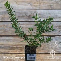 New Products -Garden Plant Store apo tubestock grevillea knockout