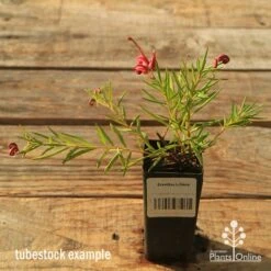 Garden Plant Store -Garden Plant Store apo tubestock grevillea liliane