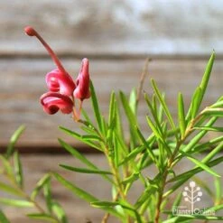 Grevillea Liliane -Garden Plant Store apo tubestock grevillea liliane flower close