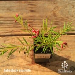 Grevillea Liliane -Garden Plant Store apo tubestock grevillea liliane top