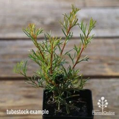 Grevillea Mini Marvel -Garden Plant Store apo tubestock grevillea mini marvel close