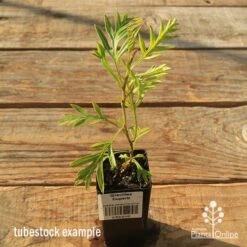 Grevillea Superb -Garden Plant Store apo tubestock grevillea superb