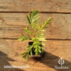 Grevillea Superb -Garden Plant Store apo tubestock grevillea superb top