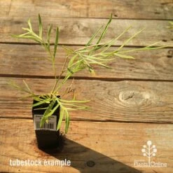 Grevillea Yamba Sunshine -Garden Plant Store apo tubestock grevillea yamba sunshine