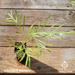 Grevillea Yamba Sunshine -Garden Plant Store apo tubestock grevillea yamba sunshine top