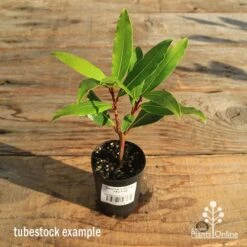 Laurus Nobilis - Bay Tree -Garden Plant Store apo tubestock laurus bay tree