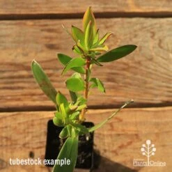 Leucadendron Gold Strike -Garden Plant Store apo tubestock leucadendron gold strike