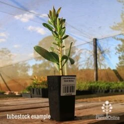 Leucadendron Gold Strike -Garden Plant Store apo tubestock leucadendron gold strike sky