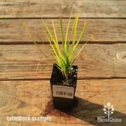 Lomandra Lime Tuff -Garden Plant Store apo tubestock lomandra lime tuff