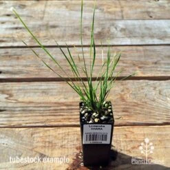 Lomandra SHARA -Garden Plant Store apo tubestock lomandra shara
