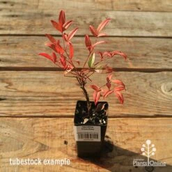 Nandina Moonbay -Garden Plant Store apo tubestock nandina moonbay