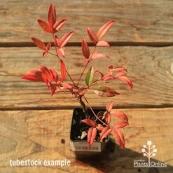 Nandina Moonbay -Garden Plant Store apo tubestock nandina moonbay top