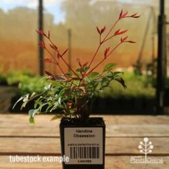 Nandina Obsession -Garden Plant Store apo tubestock obsession