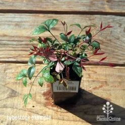 Nandina Obsession -Garden Plant Store apo tubestock obsession top