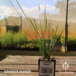 Lomandra SHARA -Garden Plant Store apo tubestock shara sky
