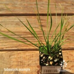 Lomandra SHARA -Garden Plant Store apo tubestock shara top