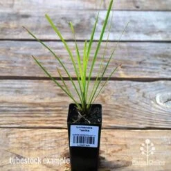 Lomandra Tanika 8 Lomandra Tanika -Garden Plant Store apo tubestock tanika