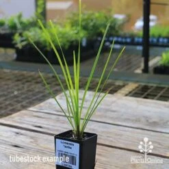 Lomandra Tanika 10 Lomandra Tanika -Garden Plant Store apo tubestock tanika side