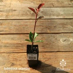 Photinia Thin Red 14 Photinia Thin Red -Garden Plant Store apo tubestock thin red