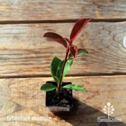 Photinia Thin Red 20 Photinia Thin Red -Garden Plant Store apo tubestock thin red top