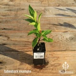 Tibouchina Allure -Garden Plant Store apo tubestock tibouchina allure