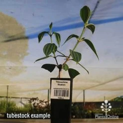 Tibouchina Illusion -Garden Plant Store apo tubestock tibuchina illusion