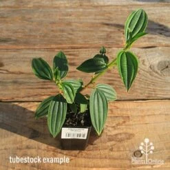Tibouchina Illusion -Garden Plant Store apo tubestock tibuchina illusion top