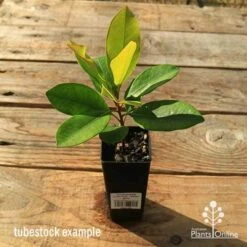 Tristaniopsis Luscious - Water Gum -Garden Plant Store apo tubestock tristaniopsis
